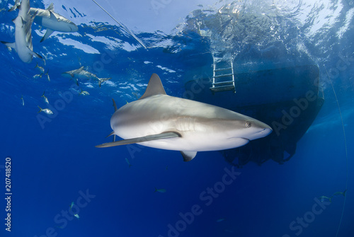 Caribbean Reef Shark in front of diving boat in blue water