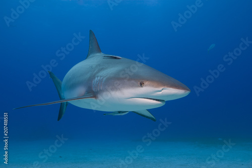 Caribbean Reef Shark with open mouth from the front in blue water