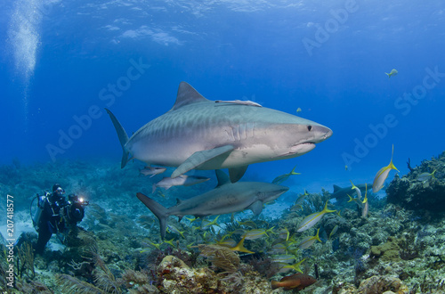 Tiger Shark with scuba diver / videographer / photographer and caribbean reef sharks in blue water