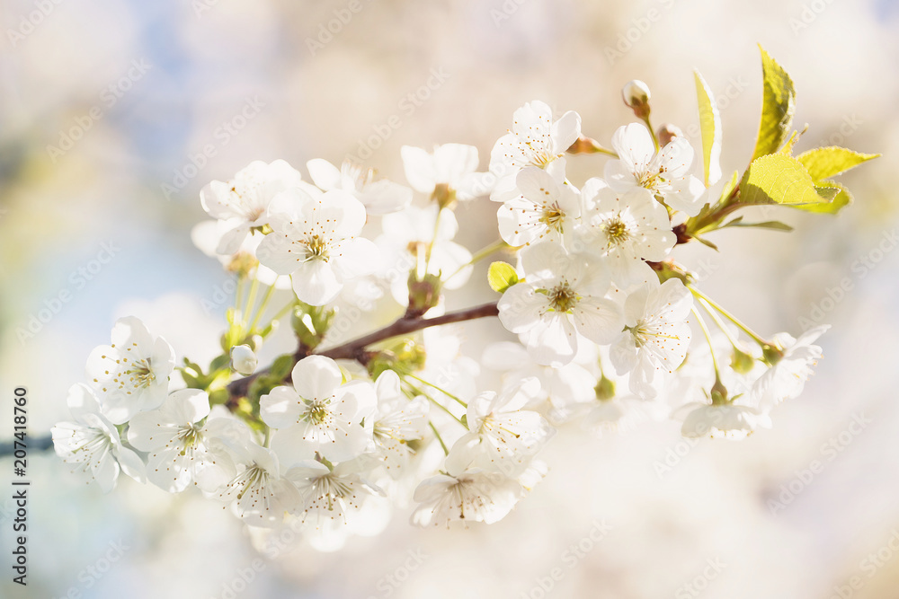 Spring cherry tree blossom background. Blooming cherry or sakura tree on sunny day. Beautiful flowering springtime. Abstract blurred nature background. Spring flowers macro