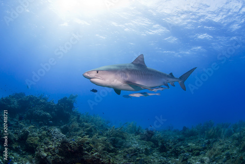 фотографія Tiger Shark swimming above the reef with sun in the background