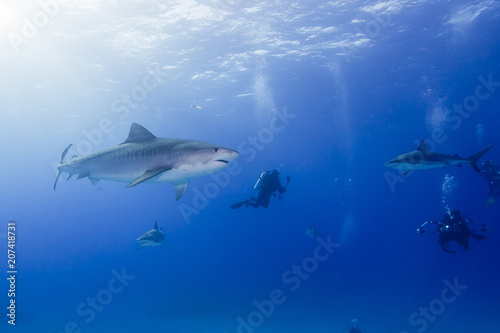 Tiger shark with caribbean reef sharks and scuba divers in clear blue water 