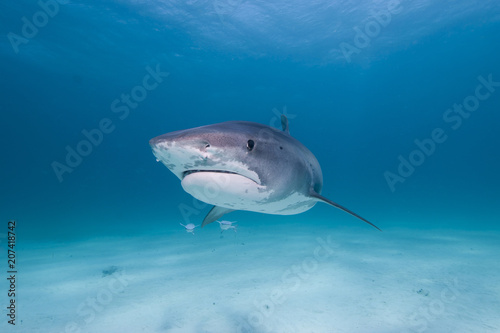Tiger Shark looking angry from the front in blue water