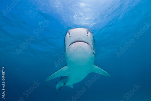 Tiger Shark head-on bottom up with open mouth in blue water