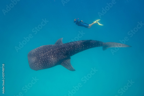 Whale shark with snorkeler in turquoise water