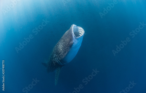 Whale shark with wide open mouth feeding plankton