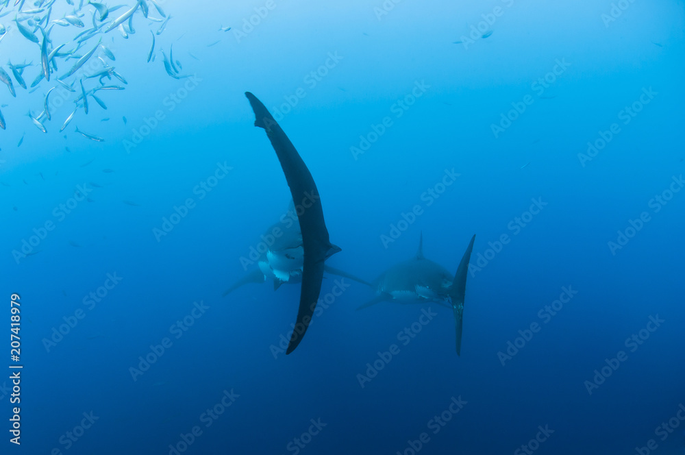 Obraz premium Tail fin of a great white shark in clear blue water