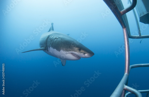 Great White Shark showing sharp rows of teeth in front of diving cage in blue water