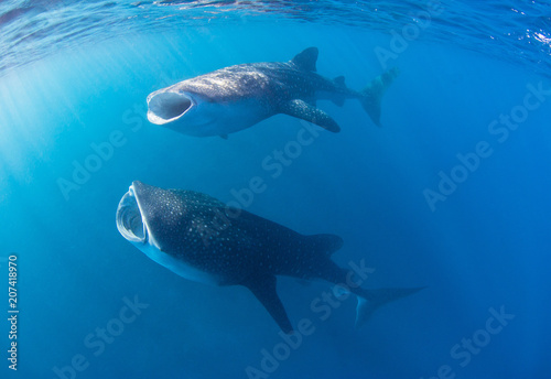 Whale sharks with wide open mouth filtering the water for food