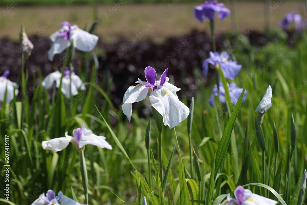 白いハナしょうぶの花