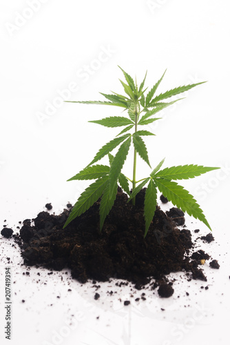 Cannabis plant in soil on white background photo