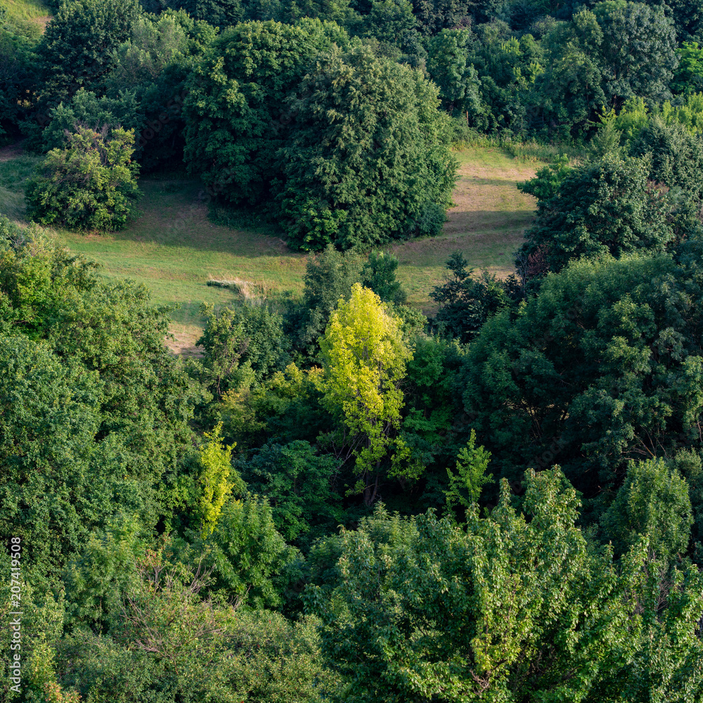 Deciduous Forest, in the Rural Hilly Terrain. Deciduous Forest, in the Rural Hilly Terrain.