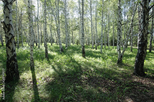 Grove of birch trees in late May