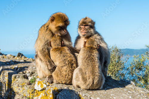 Barbary macaques family sits on top of the Rock of Gibraltar © Val Traveller