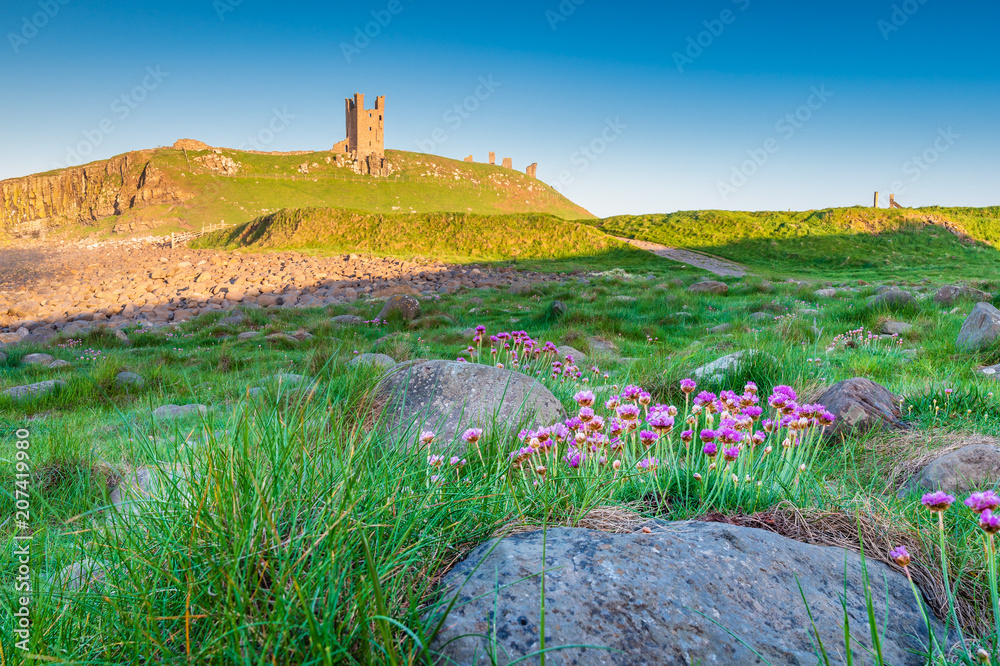 Wild Thrift at Dunstanburgh Castle / Located between Craster and Embleton in Northumberland on the North East Coast