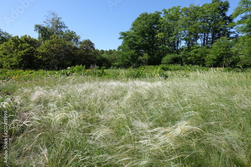 Needle grass covering meadow in late May