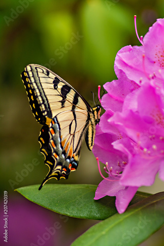 Hungry Eastern Tiger Swallowtail Butterfly
