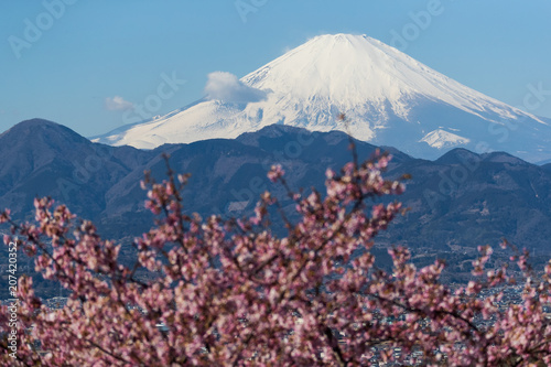 Kawazu Sakara and Mountain Fuji in spring season