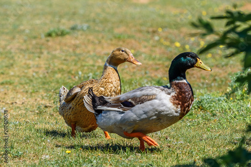 ducks walking on the grass