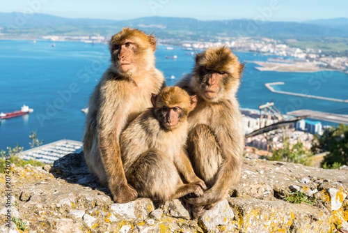 Close up of the famous wild Barbary macaques family that are relaxing in Gibraltar Rock © Val Traveller