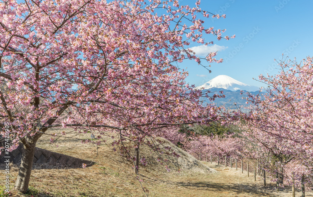 Kawazu Sakara and Mountain Fuji in spring season Kawazu Sakara and Mountain Fuji in spring season