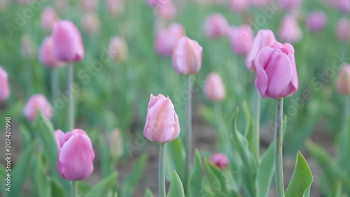 Pink tulips sway in the wind. Delicate background photo