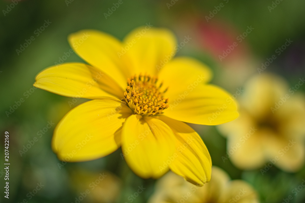 Yellow Flower Macro gelbe Blumen Yellow Flower Macro gelbe Blumen