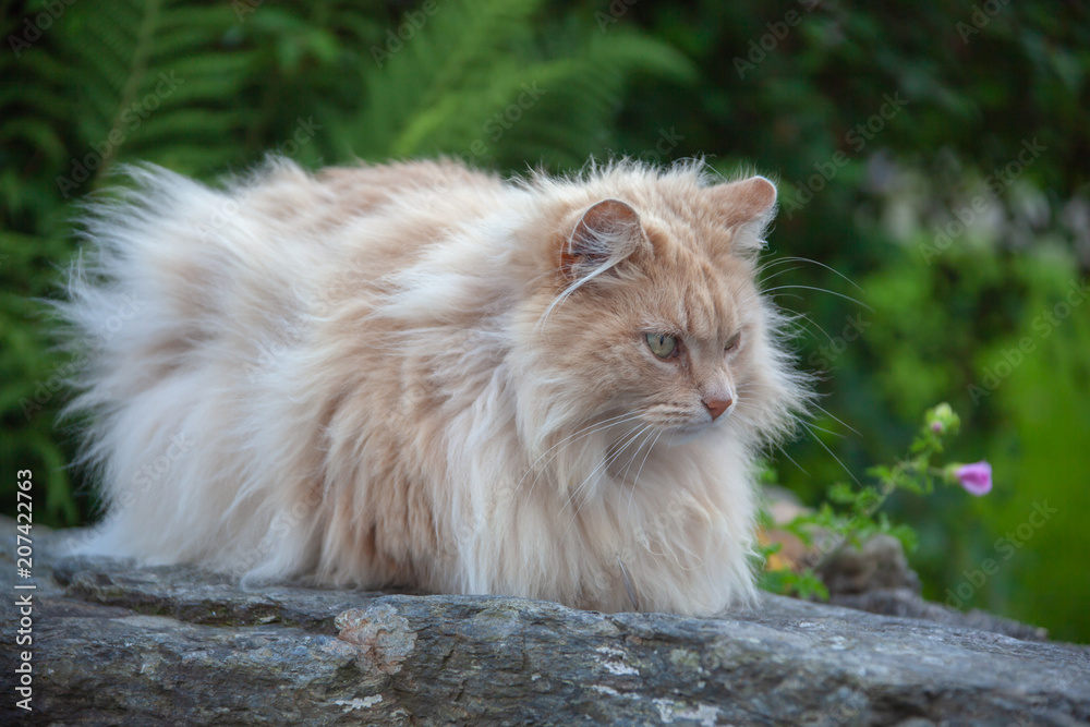 Long haired purebred cat looks like fluffy cloud sitting outdoor on the stone on the green fern background Long haired purebred cat looks like fluffy cloud sitting outdoor on the stone on the green fern background