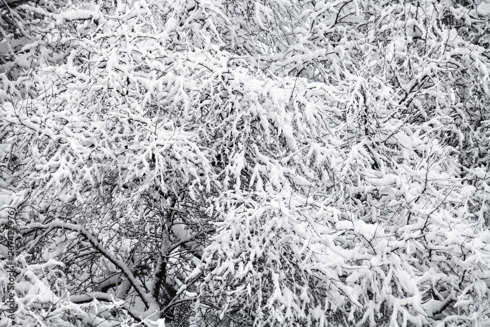 above view of snow covered apple trees in snowfall above view of snow covered apple trees in snowfall