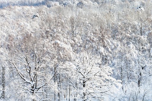 above view of snow-covered forest in winter © vvoe
