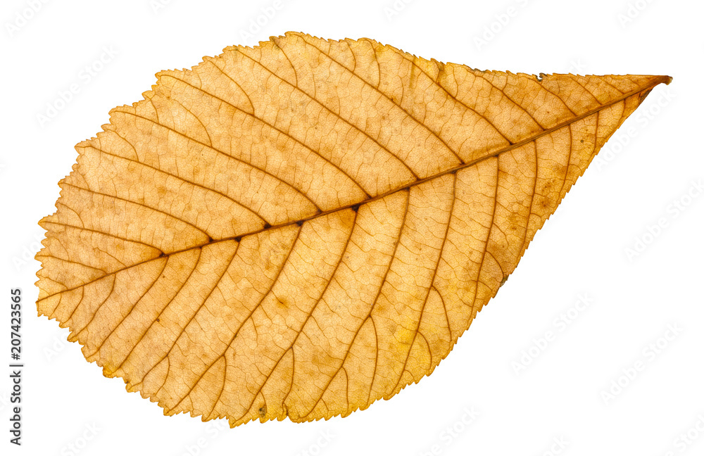 Obraz premium back side of autumn yellow leaf of horse chestnut