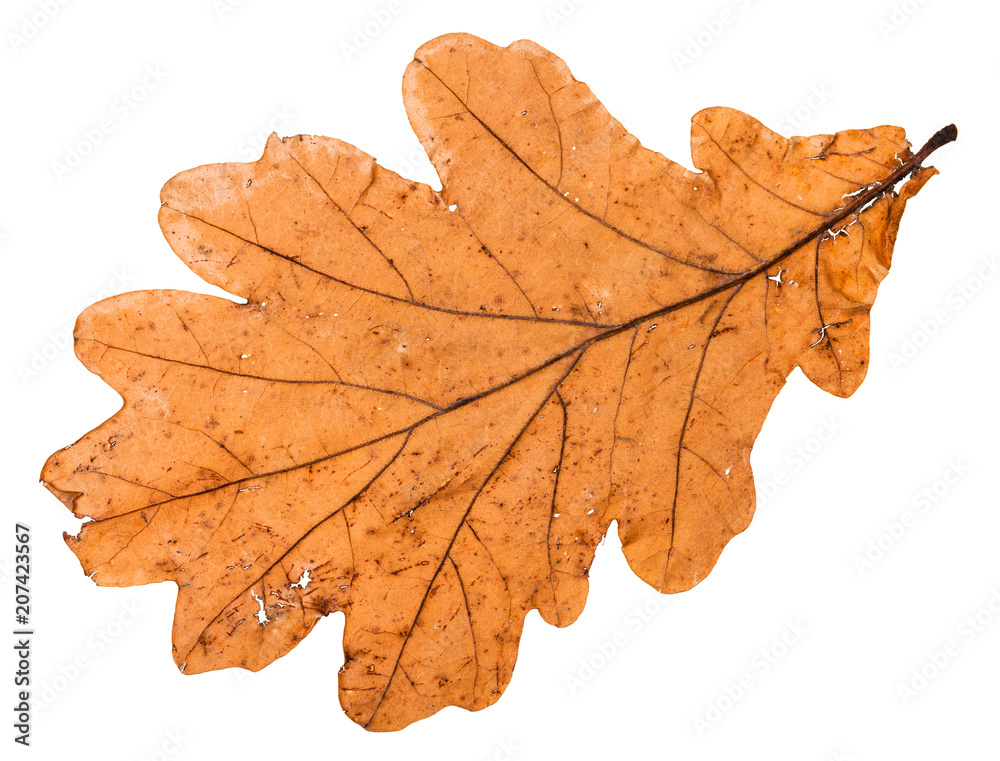 Fototapeta premium back side of autumn broken leaf of oak tree