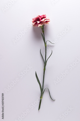 Classy rose flower