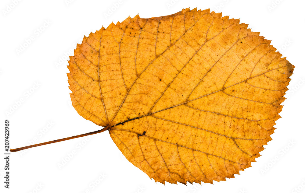 back side of fallen autumn leaf of linden tree back side of fallen autumn leaf of linden tree