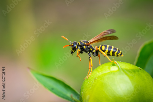Fényképezés Paper Wasp (Poliste Dominula)