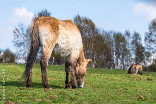 A Przewalski s horse grazes on a gentle slope under blue skies