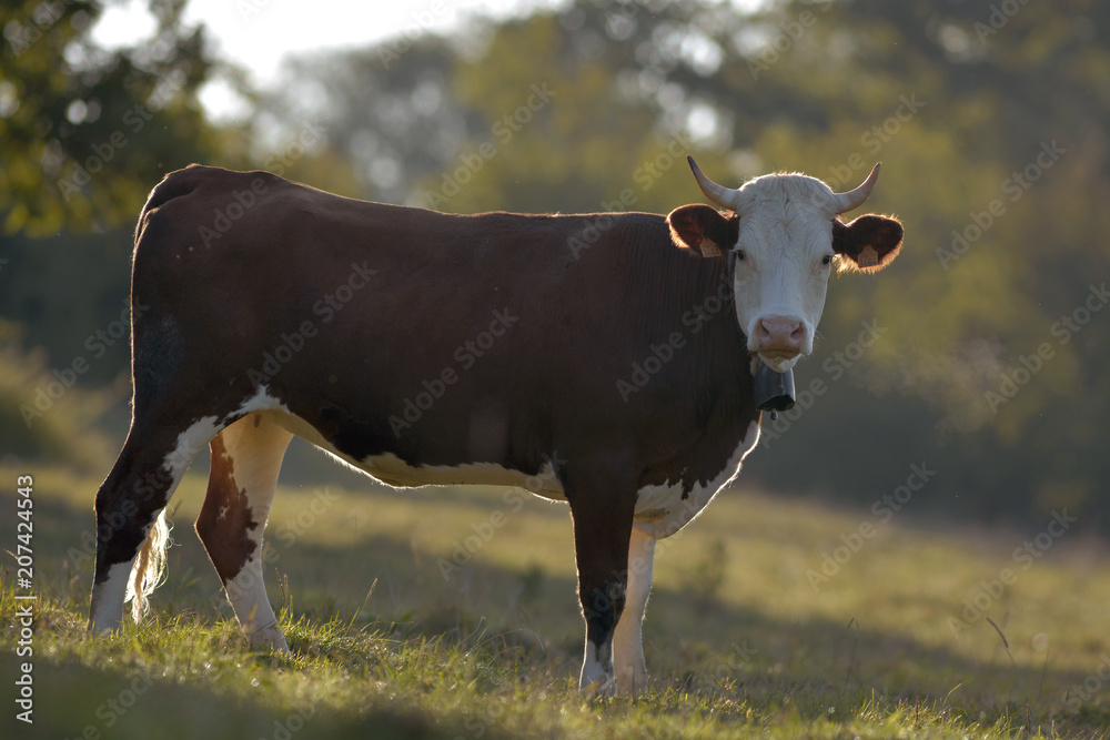 Fototapeta premium Vache montbéliarde