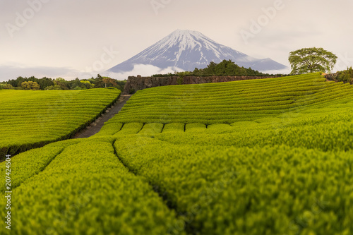 Night view of Tea farm and Mount Fuji in spring at Shizuoka prefecture
