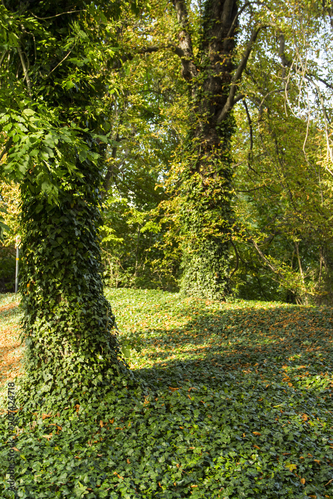Obraz premium The trees are wrapped in ivy in the autumn park