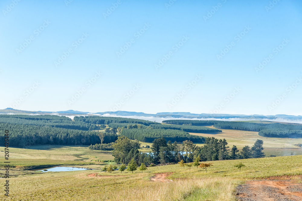 Plantations at Tortoni near Maclear in the Eastern Cape