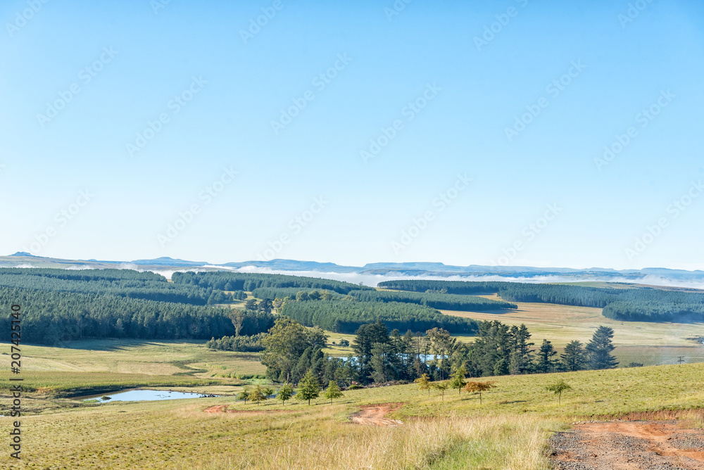 Naklejka premium Plantations at Tortoni near Maclear in the Eastern Cape