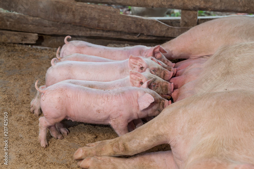 Piglet being breast-fed pigs in a wooden enclosure.