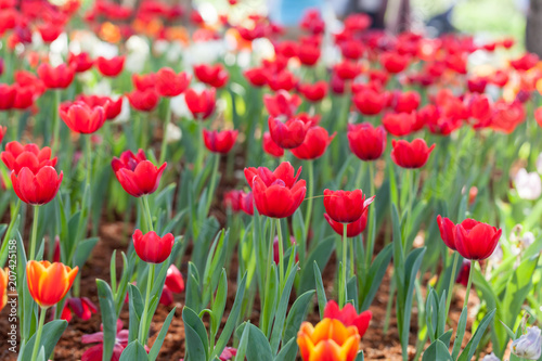 Tulips  orange and red tulips planted in the garden decorations.