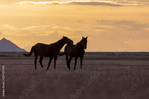 Wild horse Stallions Silhouetted at Sunset