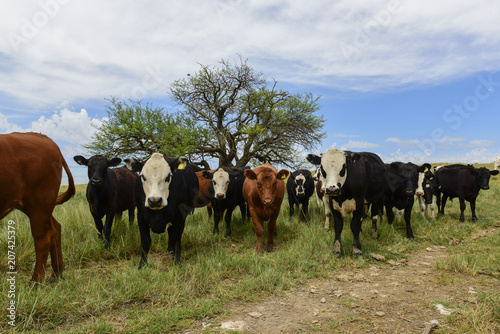 Fototapeta Naklejka Na Ścianę i Meble -  Steers fed on pasture, La Pampa, Argentina