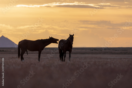 Wild horse Stallions Silhouetted at Sunset