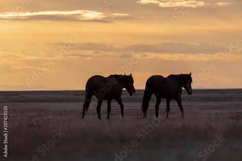 Wild horse Stallions Silhouetted at Sunset © natureguy