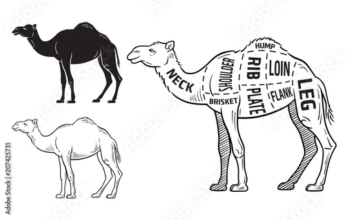 Cut of camel set. Poster Butcher diagram - desert-ship. Vintage typographic hand-drawn. Vector illustration