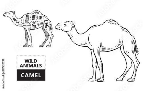 Cut of camel set. Poster Butcher diagram - desert-ship. Vintage typographic hand-drawn. Vector illustration