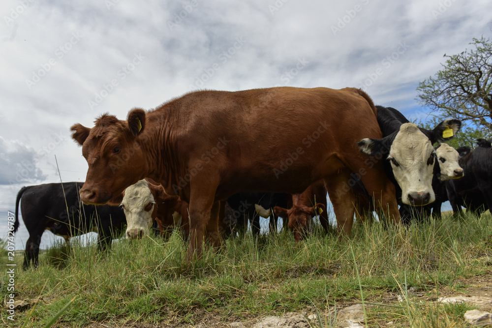 Steers fed on pasture, La Pampa, Argentina